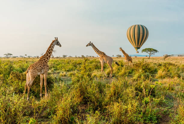 Serengeti Park